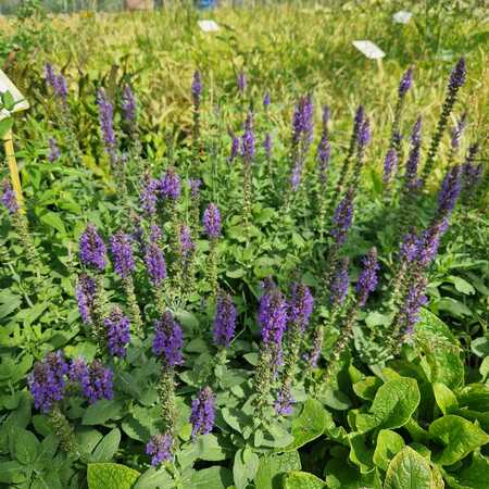 Salvia nemorosa caradonna | Tendercare