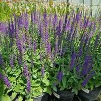 Salvia nem. Ostfriesland