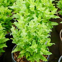 Salvia nem. Ostfriesland - image 2