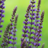 Salvia nem. Ostfriesland - image 1