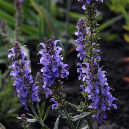 Salvia × sylvestris Blauhugel | Tendercare