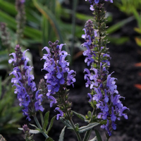 Salvia × sylvestris Blauhugel | Tendercare