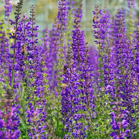 Salvia x syl. Mainacht - image 2