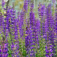 Salvia x syl. Mainacht - image 2