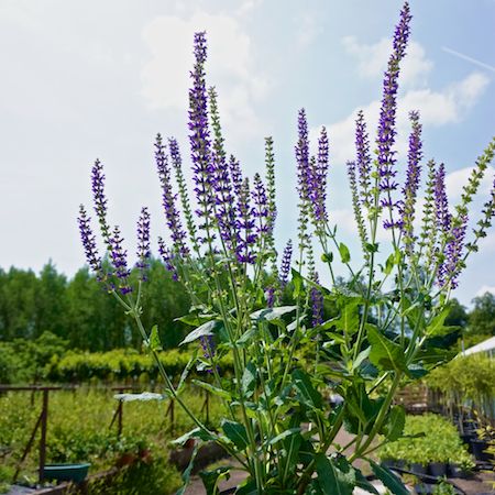 Salvia x syl. Mainacht - image 1