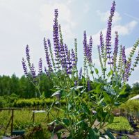 Salvia x syl. Mainacht - image 1