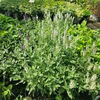 Salvia x sylvestris 'schneehugel' | Tendercare