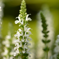 Salvia x sylvestris 'schneehugel' | Tendercare