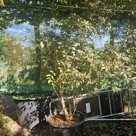 Sambucus nigra Black Beauty