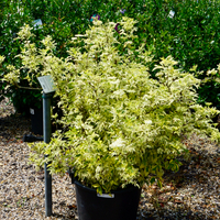 Sambucus nigra Madonna