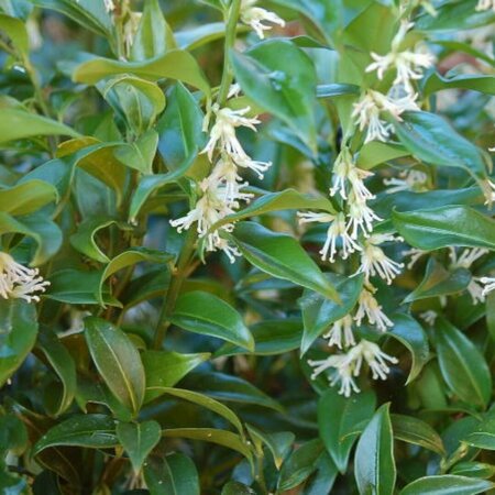 Sarcococca confusa