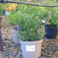 Sarcococca confusa - image 2