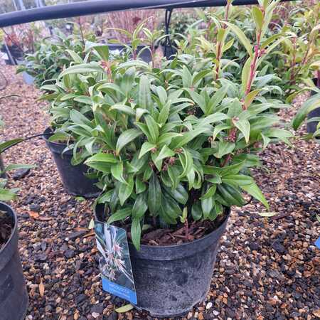 Sarcococca hookeriana Humilis