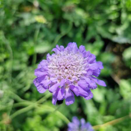 Scabiosa Butterfly Blue - image 1