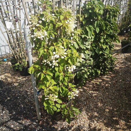 Schizophragma hyd. Angel Wings - image 1