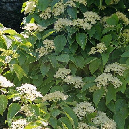 Schizophragma hyd. Angel Wings - image 2