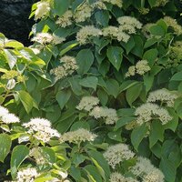 Schizophragma hyd. Angel Wings - image 2