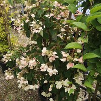 Schizophragma hyd. Angel Wings