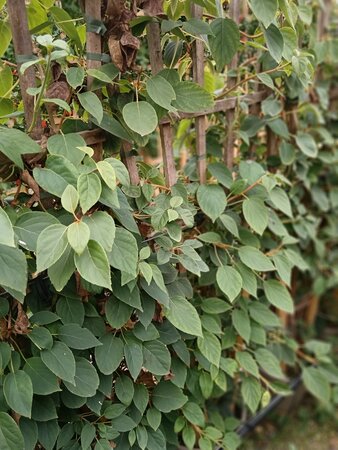 Schizophragma hyd. Angel Wings - image 3