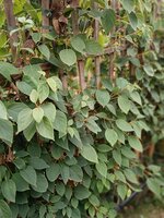 Schizophragma hyd. Angel Wings - image 3