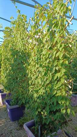 Schizophragma hyd. Angel Wings