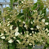 Schizophragma hyd. Moonlight - image 2