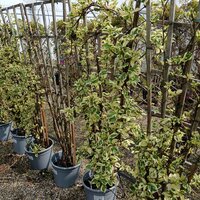 Schizophragma hyd. Shiro Fuka - image 2