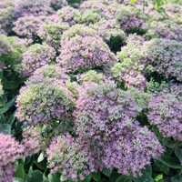 Sedum spe. Brilliant - image 1