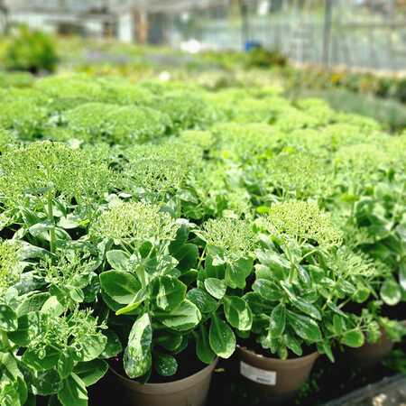 Sedum spe. Brilliant - image 1