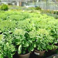 Sedum spe. Brilliant - image 1