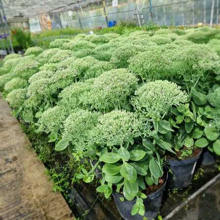 Sedum spe. Brilliant - image 2