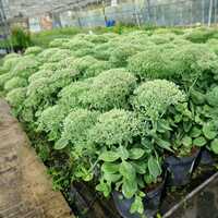 Sedum spe. Brilliant - image 2