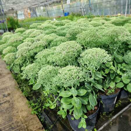 Sedum spe. Brilliant - image 2