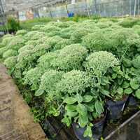 Sedum spe. Brilliant - image 2
