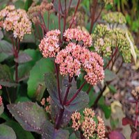 Sedum tel. Seduction Pink