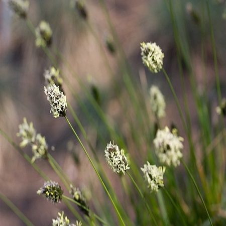 Sesleria autumnalis - image 1