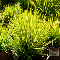 Sesleria autumnalis - image 2