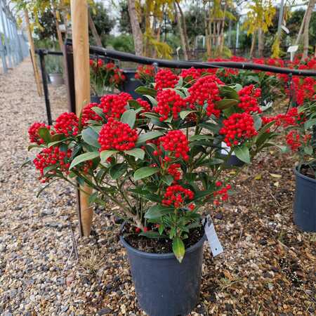 Skimmia jap. Pabella - image 1