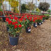 Skimmia jap. Pabella - image 2