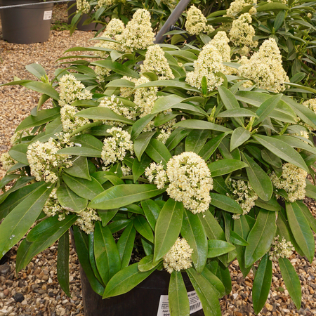 Skimmia x confusa Kew Green - image 2