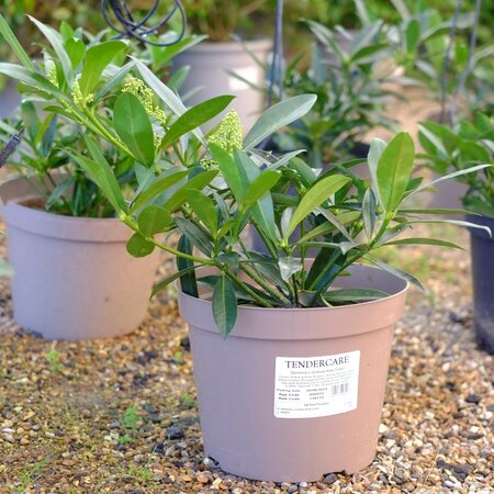 Skimmia x confusa Kew Green - image 1