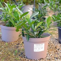 Skimmia x confusa Kew Green - image 1