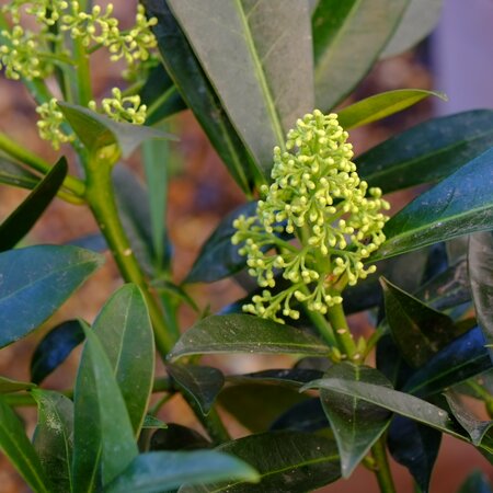 Skimmia x confusa Kew Green - image 2