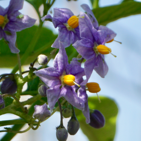 Solanum crispum 'Glasnevin' - image 1
