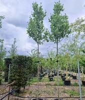 Sorbus aria Lutescens