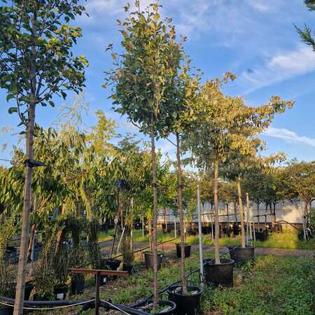 Sorbus aria Lutescens - image 2