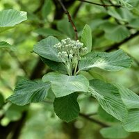 Sorbus aria Lutescens