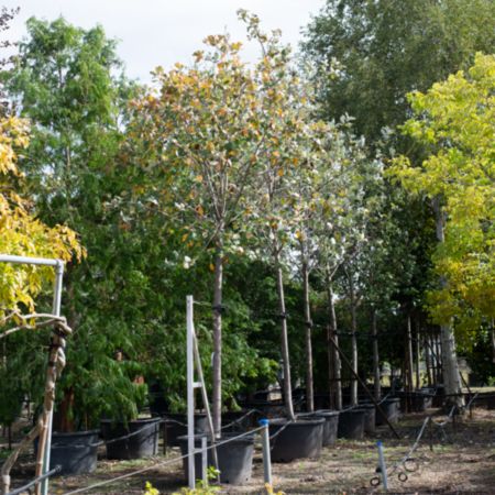 Sorbus aria Magnifica