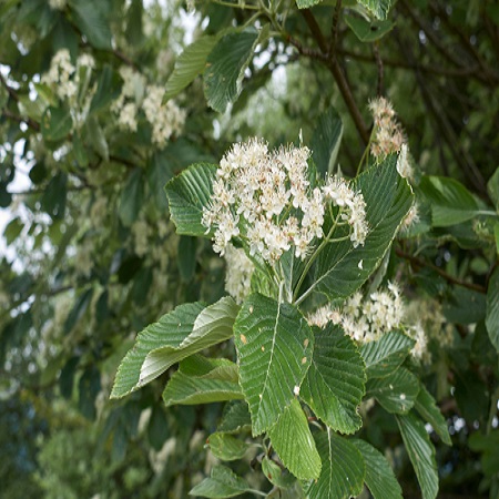 Sorbus aria Magnifica