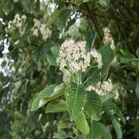 Sorbus aria Magnifica